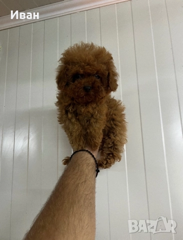 Teacup / тийкъп пудел, снимка 2 - Пудели - 52529632