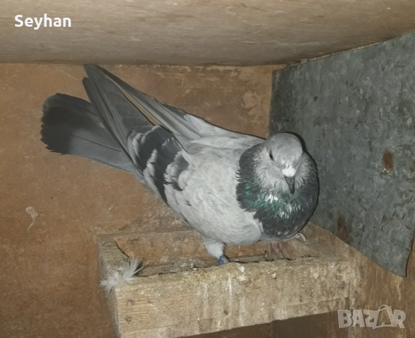  Гълъби типлер