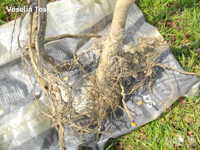 Фиданки Райска ябъка ще плододават догодина, снимка 2 - Разсади - 53879128