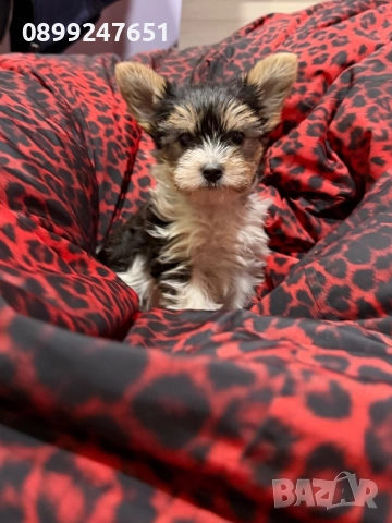 Бивър йоркширски териер , снимка 1