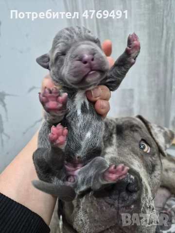 XL American bully's с родословие и сертификати , снимка 10 - Американски стафордширски териер - 53882558