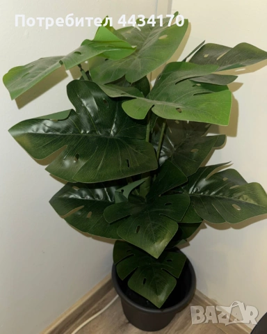 Спешно! Изкуствено растение Монстера / декоративно дърво – налични 2 броя, снимка 2 - Изкуствени цветя - 53302033