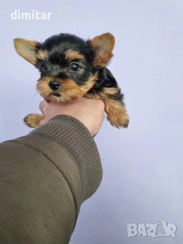 Йоркшир териер мини , снимка 12 - Йоркширски териер - 53580096