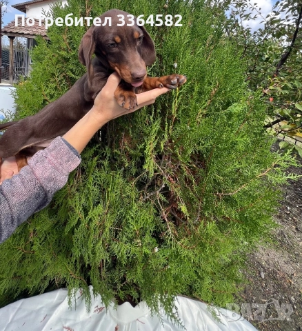  МИНИ Дакел, снимка 3 - Дакели - 51960946