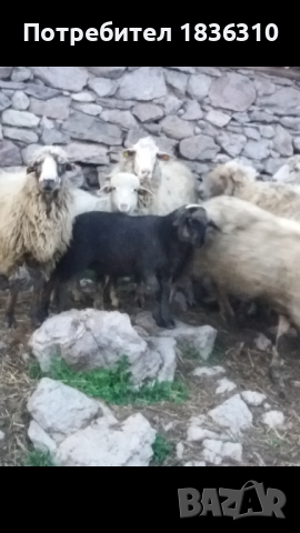 Агнета балкански , снимка 2 - Овце - 45062499