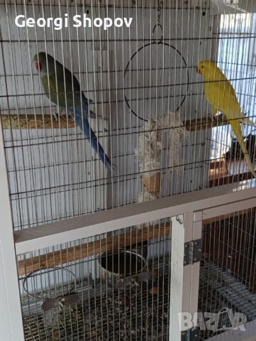 Малак Александър , снимка 3 - Папагали - 53177086