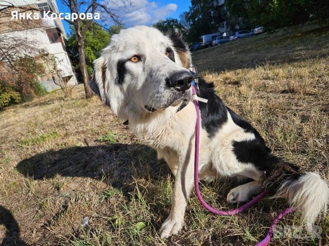 Младо куче търси своя дом!, снимка 13 - Други - 52008103