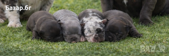 Екзотични френски булдочета , снимка 3 - Френски булдог - 53719888