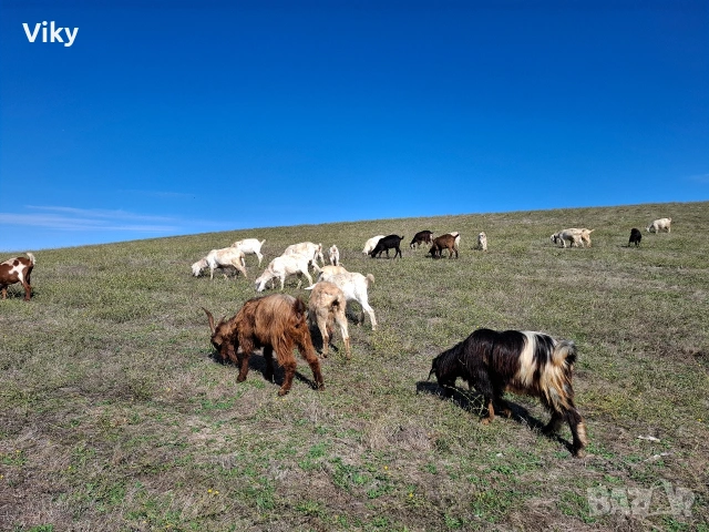 натурално козе мляко, снимка 8 - Кози - 54155662