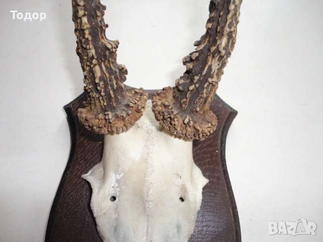 Ловен трофей рог рога 10, снимка 6 - Ловно оръжие - 54087211