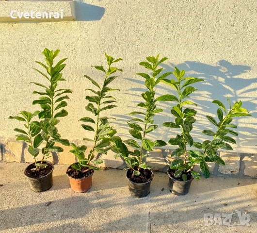 Лавровишна Новита 70 - 80 см, снимка 1