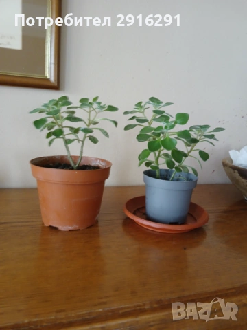 Цвете за дома, нарича се цвете на парете, снимка 3 - Стайни растения - 53474880