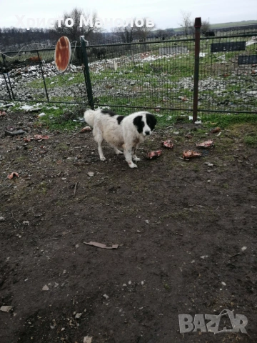 Каракачанско овчарско куче, снимка 5 - Каракачанска овчарка - 53652414