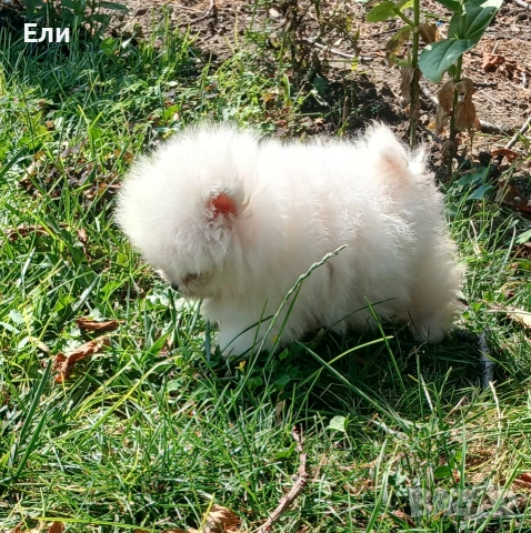 Померан мини момченце, снимка 4 - Померан - 54233207