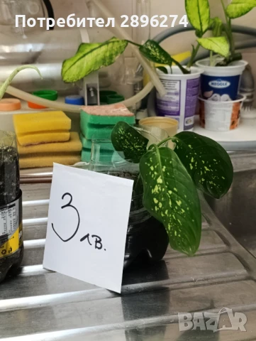  Дифенбахия !!! РАЗПРОДАЖБА (-40%)!!!, снимка 3 - Стайни растения - 46264327