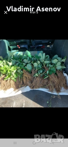 Ягоди, снимка 4 - Козметични уреди - 53940999