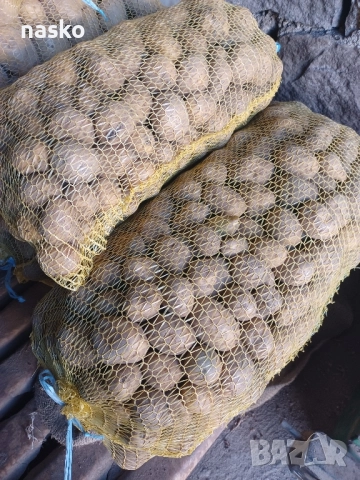 картофи семена сорт агрия., снимка 2 - Сортови семена и луковици - 52846883