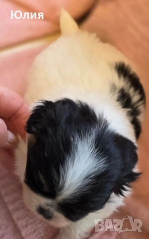 Японски хинчета, снимка 7 - Други - 52506287