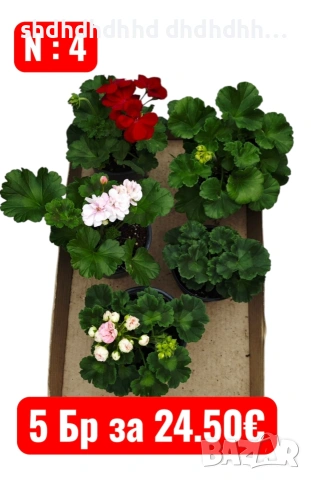 комплект от 5 броя мшкато , снимка 5 - Градински цветя и растения - 54272699