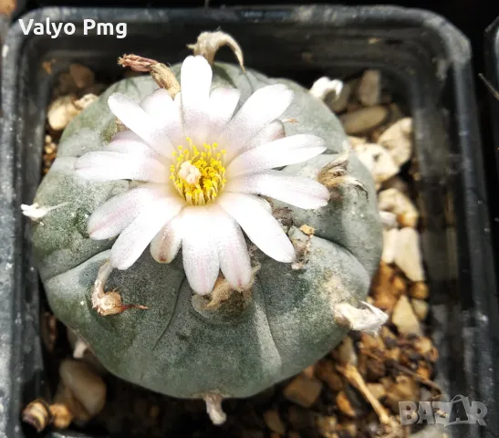 Lophophora williamsii, снимка 1 - Стайни растения - 47234536