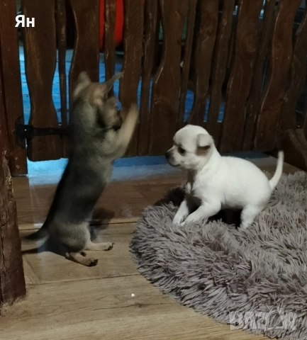 чихуахуа , снимка 2 - Чихуахуа - 52745242