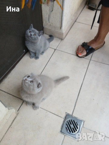 шотландски котки, снимка 10 - Други - 51869275