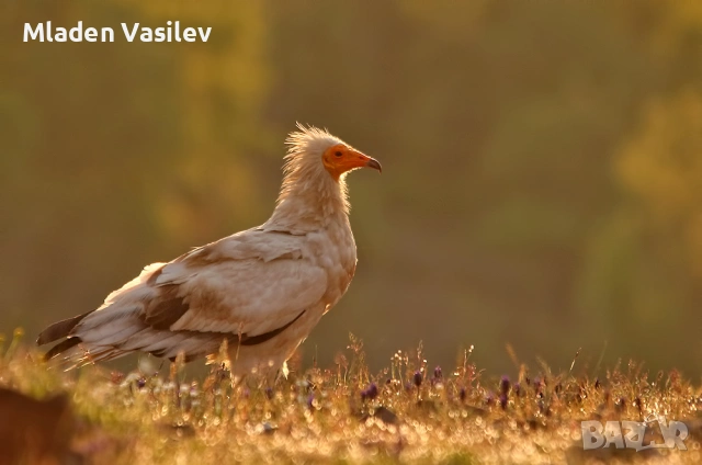 Дигитални авторски фотографии на природа(птици, бозайници, пеперуди, влечуги, земноводни и др.), снимка 16 - Други - 53943304