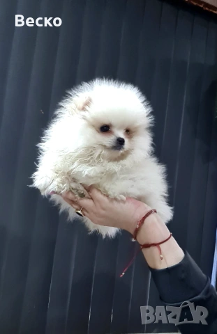 Померан мини мъжки , снимка 5 - Померан - 53647101