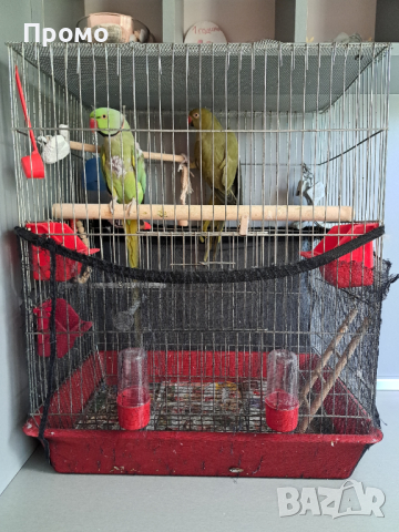 Двойка папагали малък Александър Намаление за месеца!, снимка 3 - Папагали - 45073486