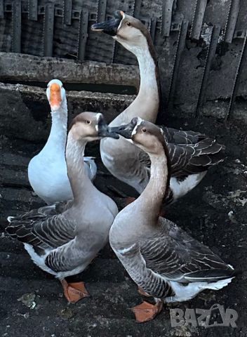 Яйца от лебедови гъски, снимка 4 - Патици и гъски - 45238811