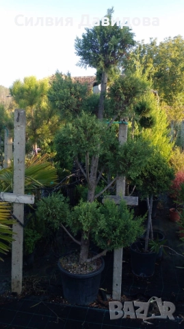 Лейландски кипарис щам топка, пон пон, спирала, снимка 11 - Градински цветя и растения - 52501247