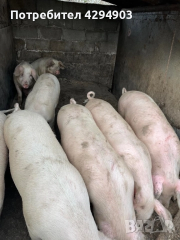 Продавам прасета, снимка 2 - Прасета - 52873293