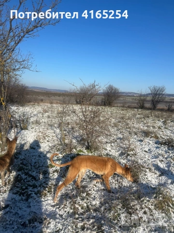 Продавам кучета грейхаунд(хрътки), снимка 3 - Други - 53578737