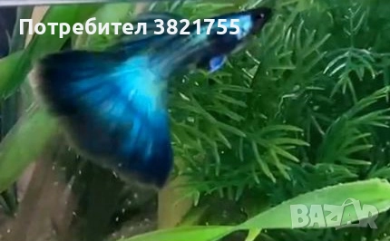 Декоративни рибки, гупи, гупа московска синя