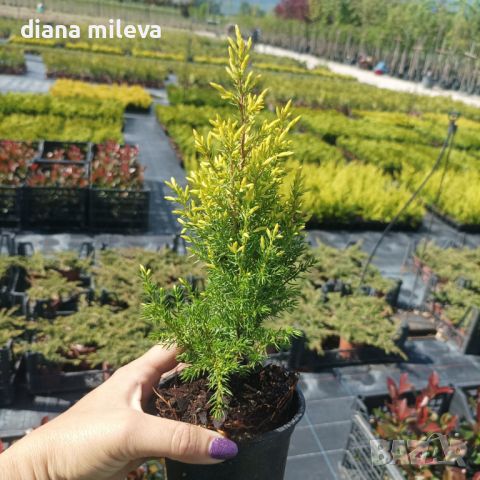 Юниперус комунис Gold Cone (Juniperus communis Gold Cone), снимка 11 - Градински цветя и растения - 45586752
