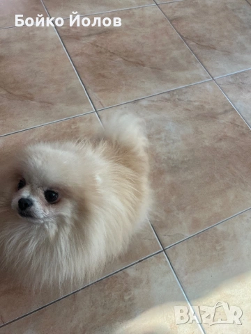 Продавам померан на 4 години некастриран