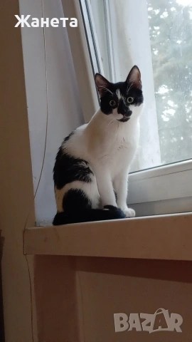 Черно-бял котарак на 8 м. , снимка 2 - Други - 53880837