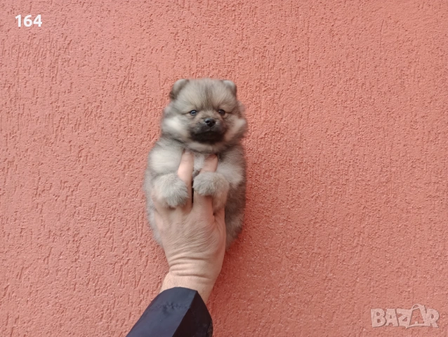 Померан. Момченце.