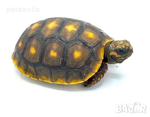 Сухоземна Червенопетниста Костенурка Карбонария - Red-footed tortoise, Chelonoidis carbonarius, снимка 17 - Костенурки - 46069773