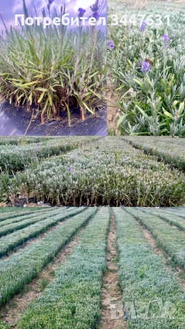 Лавандулов разсад лавандула , снимка 1