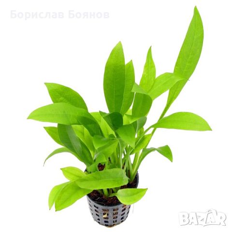  Echinodorus Amazonicus / Ехинодорус Амазоникус, снимка 1 - Други - 46767435