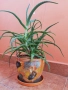 Алое в декоративна саксия, снимка 1