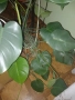 Филодендрон, снимка 8
