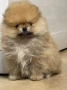 померан, снимка 2