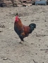 Домашни петли, снимка 6