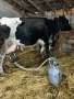 Продавам 2 Крави за Дамазлък, снимка 2