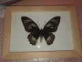 Истински Пеперуди в рамка, снимка 3