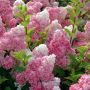 Хортензия „Vanille Fraise®“ (Hydrangea paniculata „Vanille Fraise®“), снимка 1 - Градински цветя и растения - 45936909