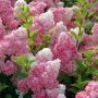 Хортензия „Vanille Fraise®“ (Hydrangea paniculata „Vanille Fraise®“), снимка 1