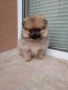 мини момиченце померан, снимка 3